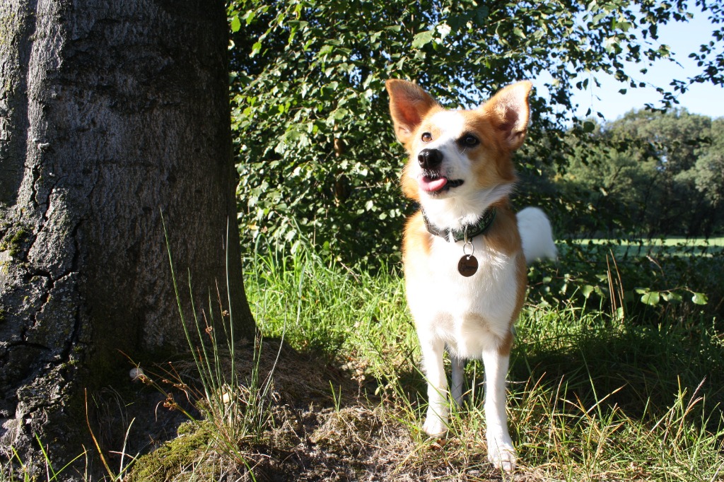 Jeannie schaut neugierig nach oben im grünen Wald